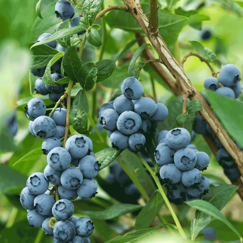 Bluecrop Blueberry Bush