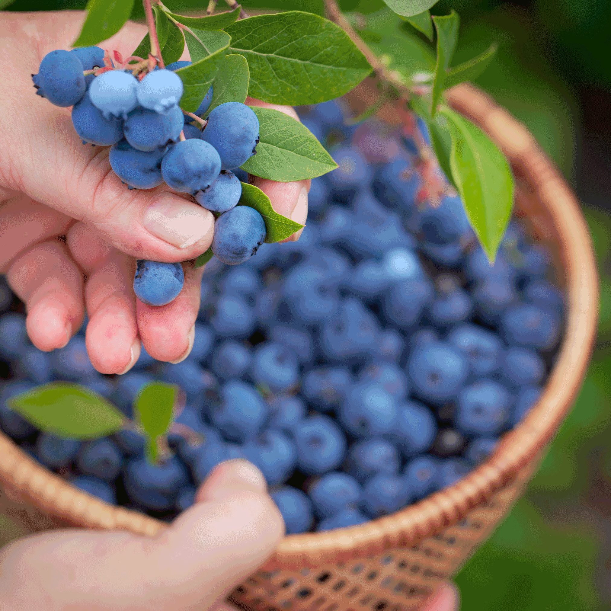 Bluecrop Blueberry Bush