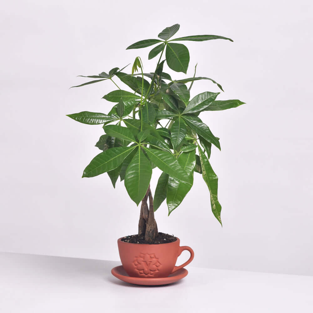 Braided Money Tree (Pachira Aquatica)