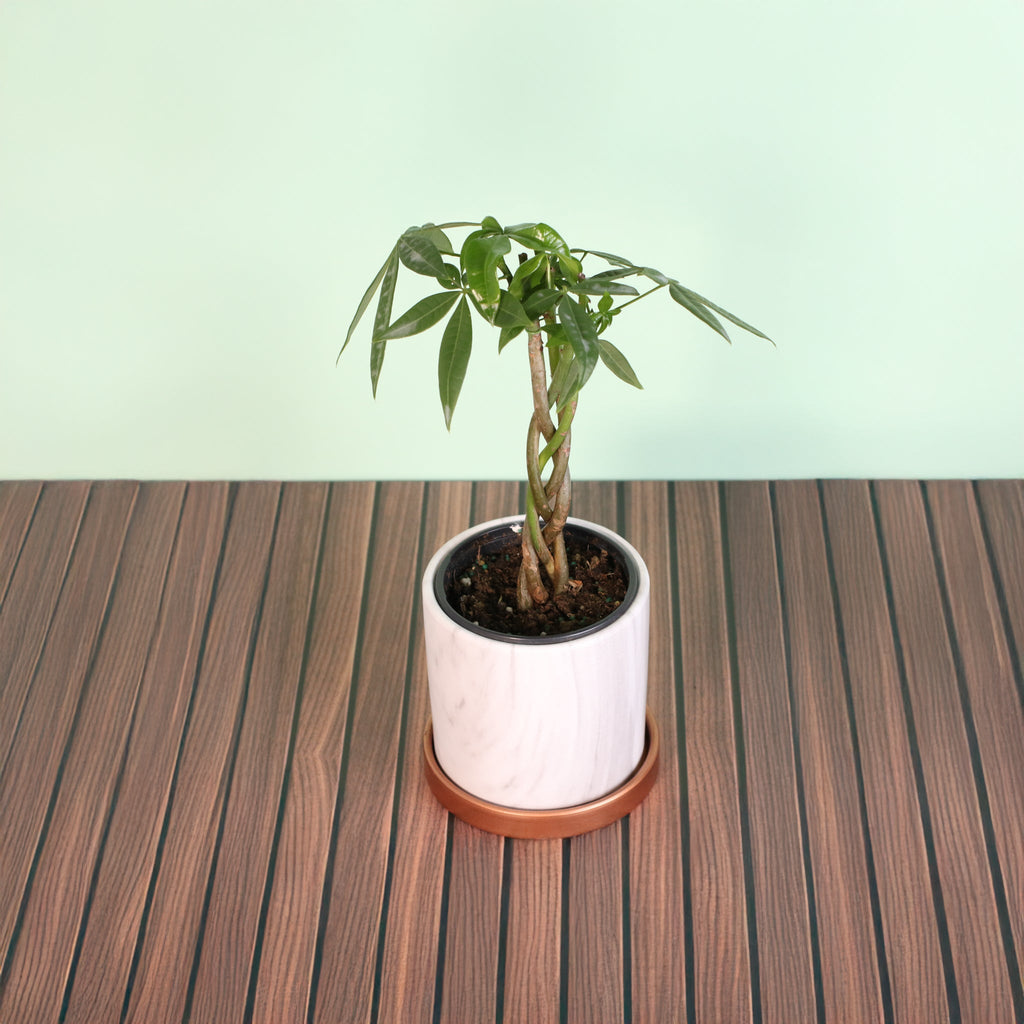Braided Money Tree (Pachira Aquatica)