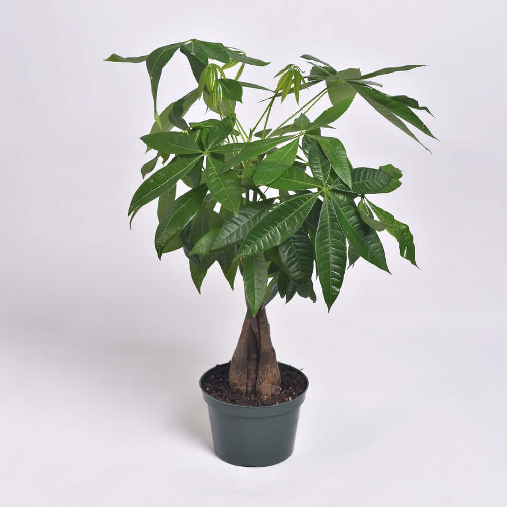 Braided Money Tree (Pachira Aquatica)