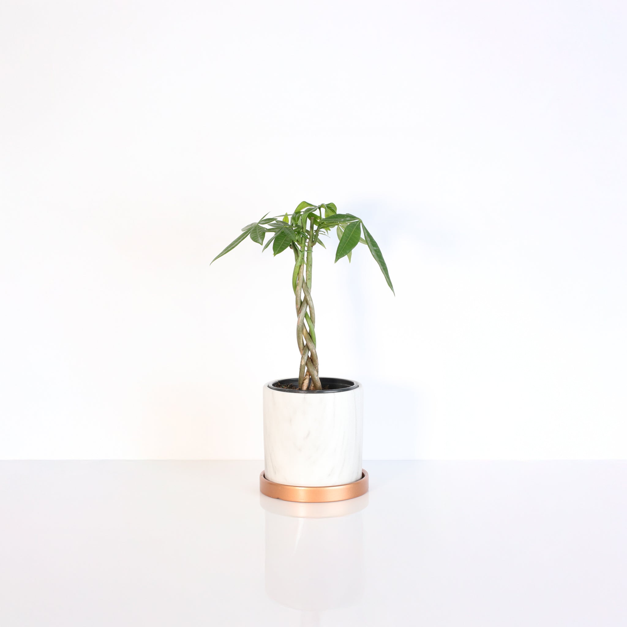 Braided Money Tree (Pachira Aquatica)