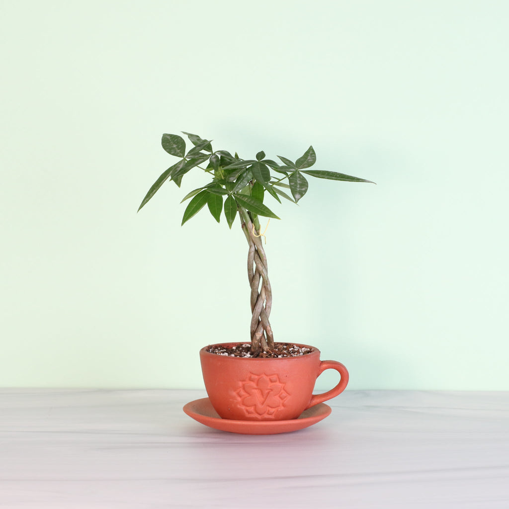 Braided Money Tree (Pachira Aquatica)