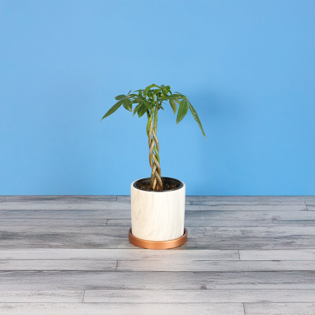 Braided Money Tree (Pachira Aquatica)