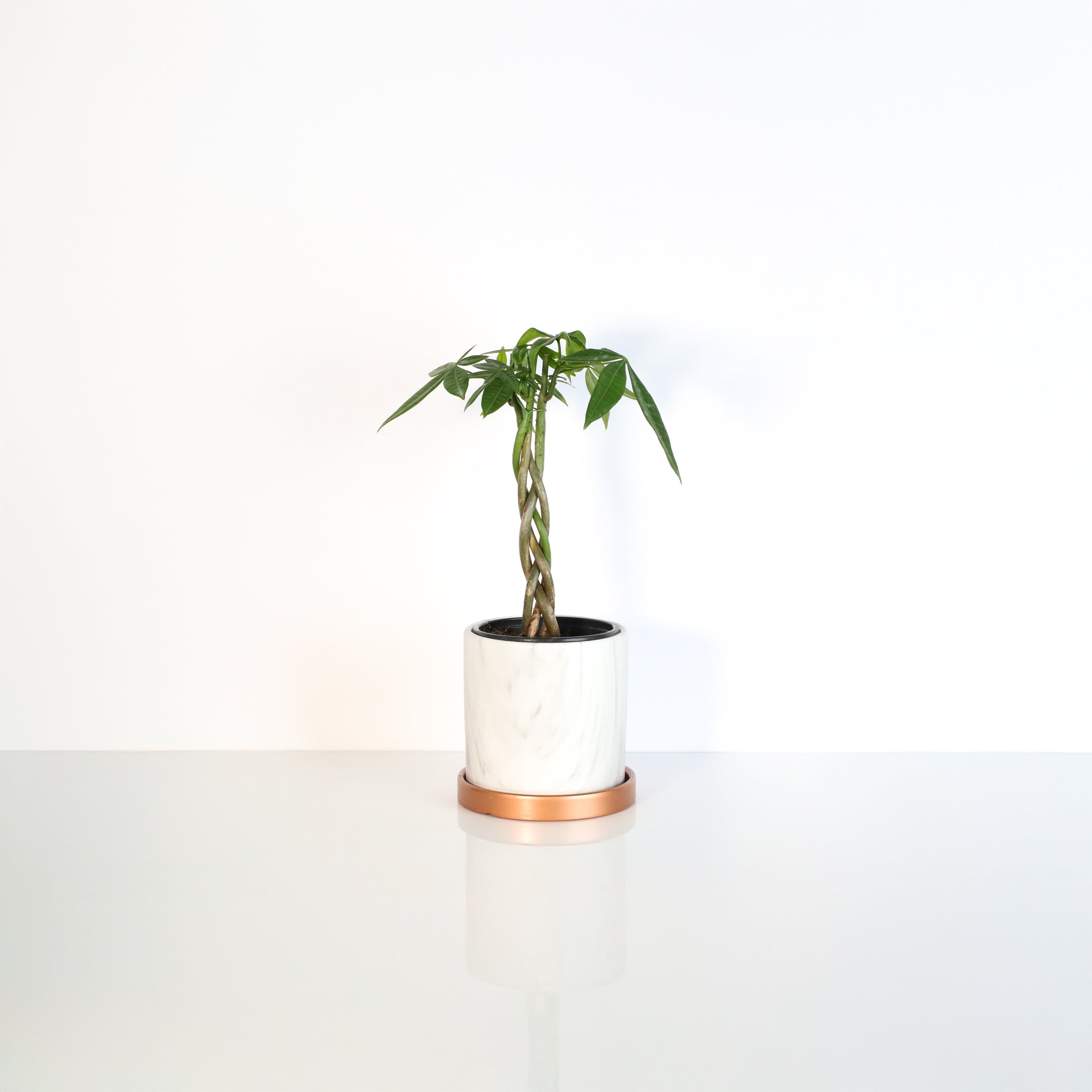 Braided Money Tree (Pachira Aquatica)