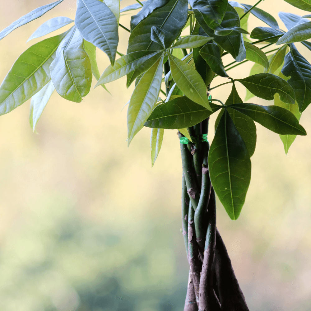 Braided Money Tree (Pachira Aquatica)