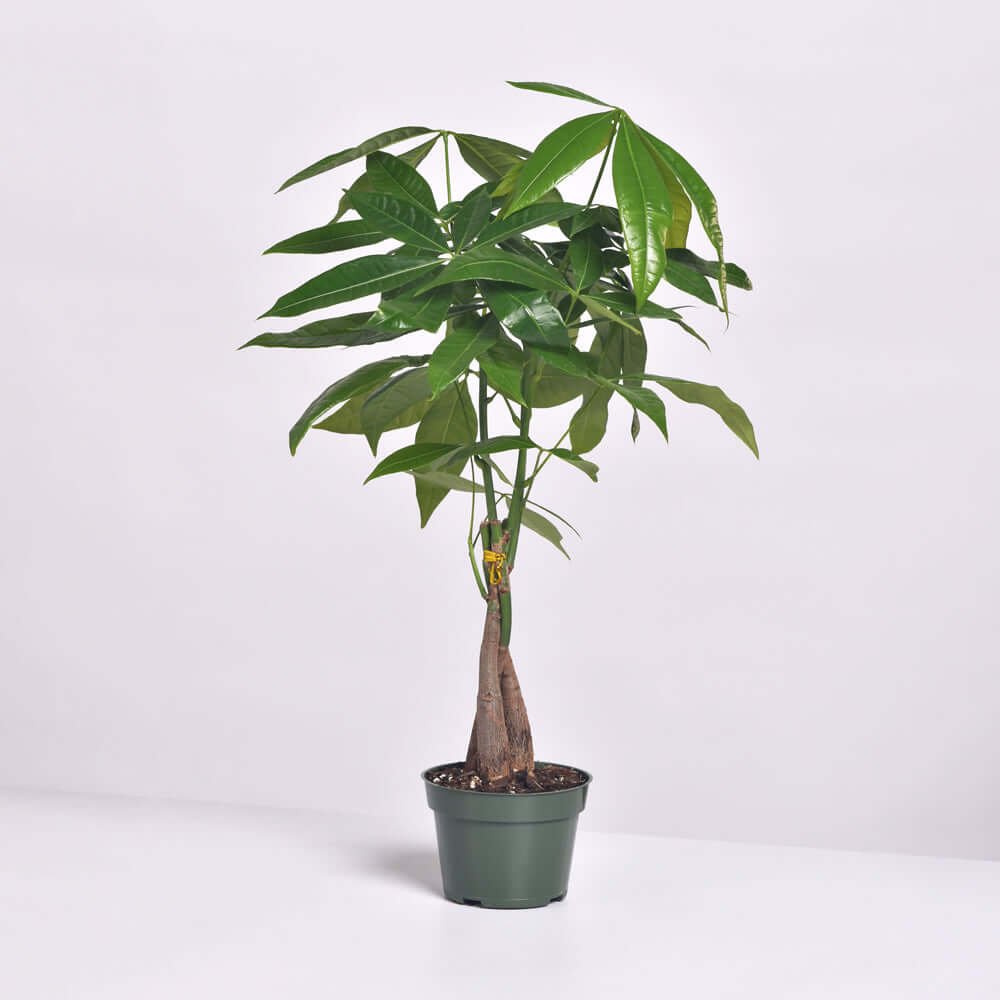 Braided Money Tree (Pachira Aquatica)