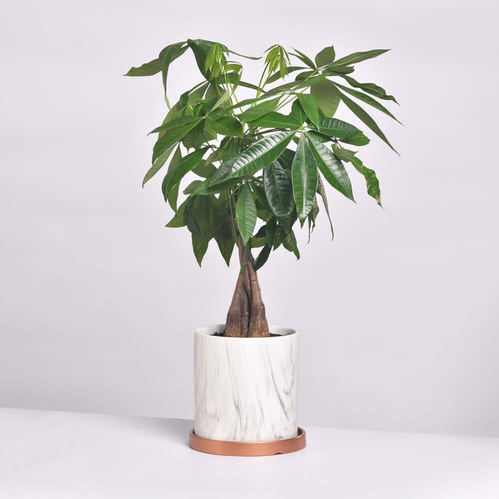 Braided Money Tree (Pachira aquatica)