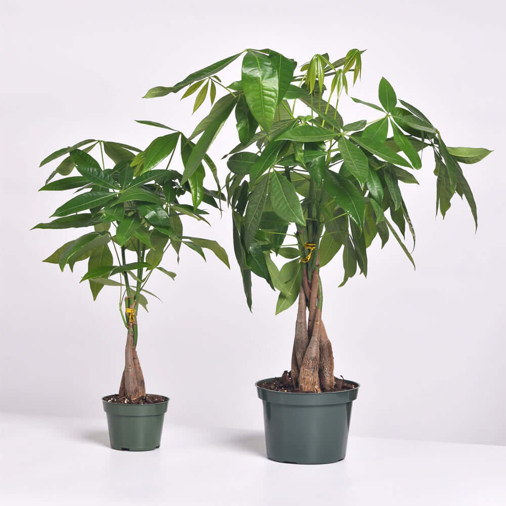 Braided Money Tree (Pachira Aquatica)