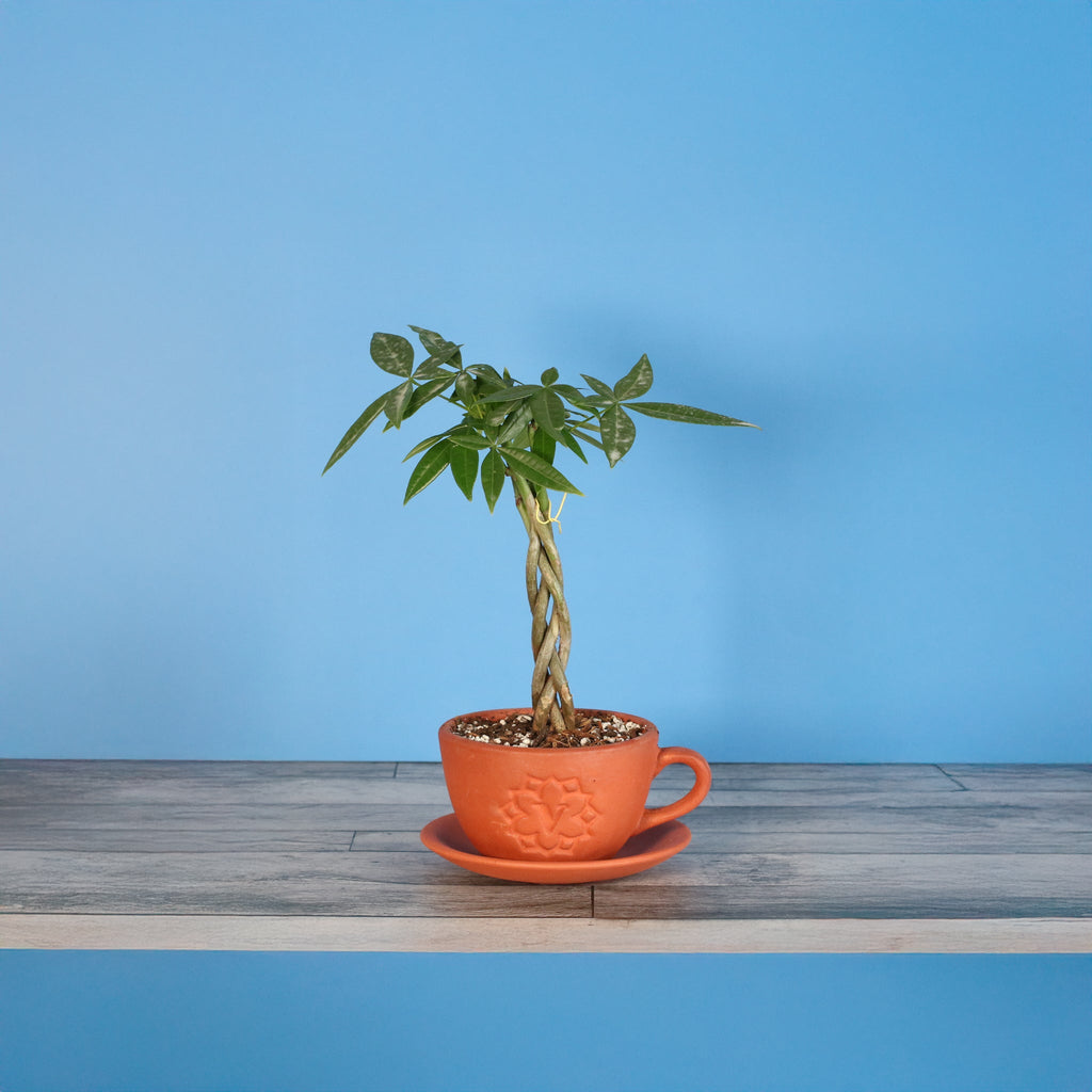 Braided Money Tree (Pachira Aquatica)