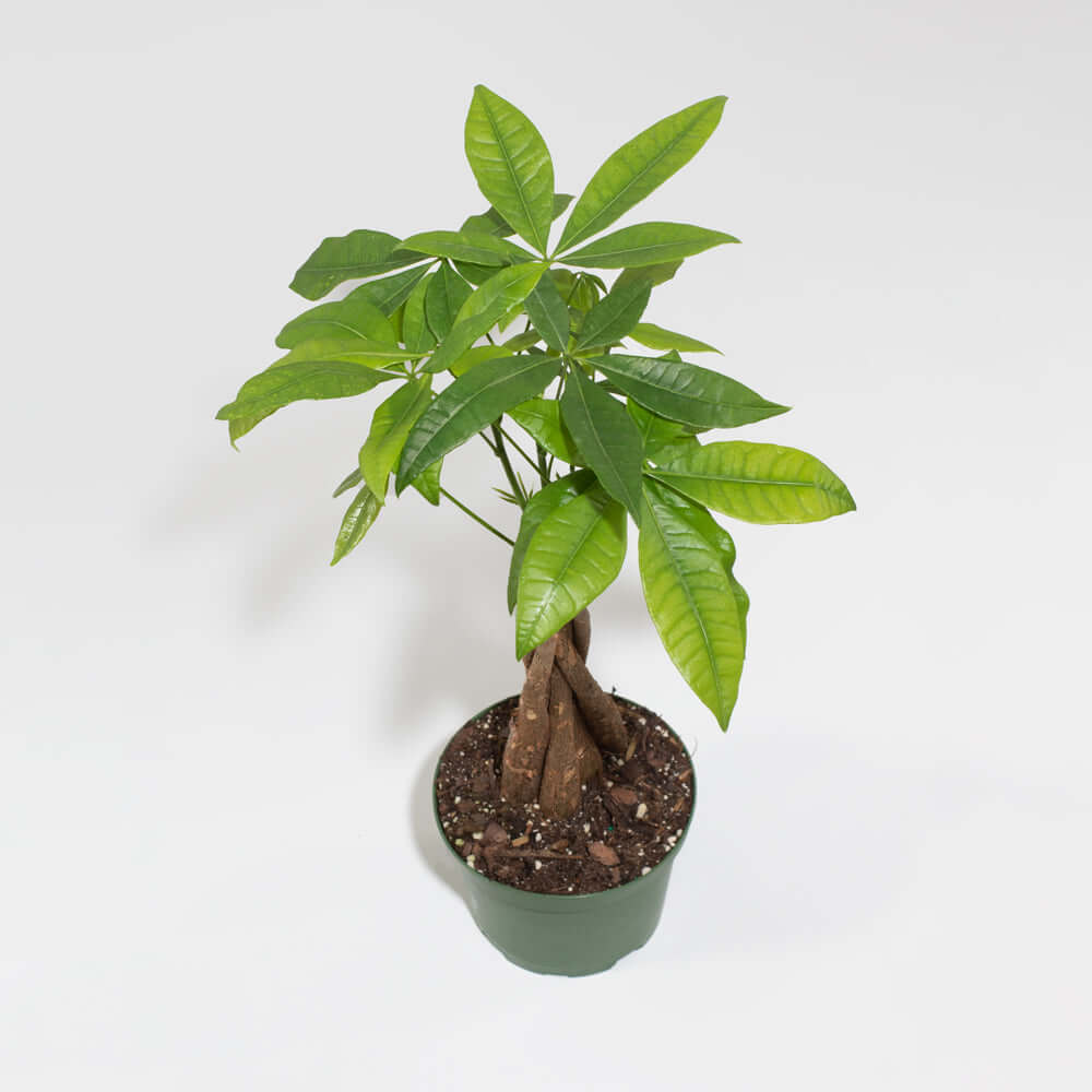 Braided Money Tree (Pachira Aquatica)