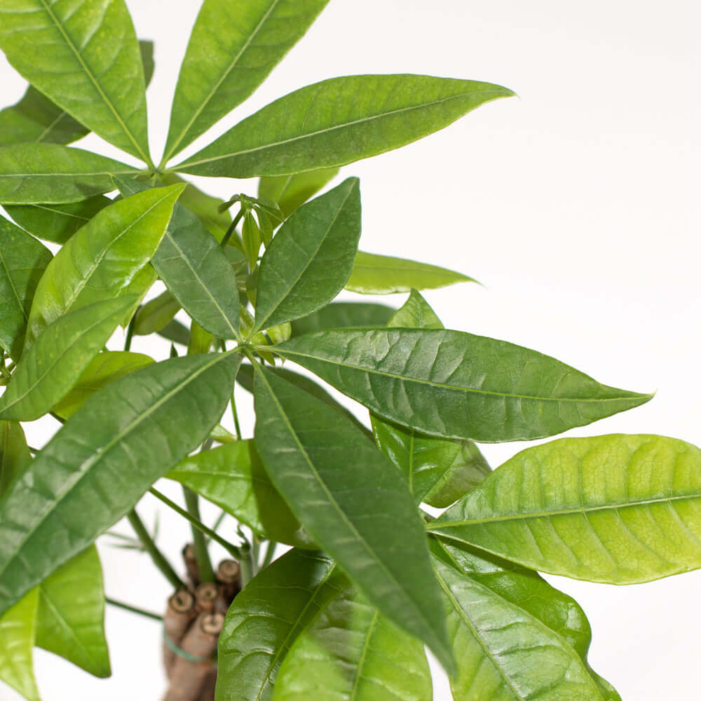 Braided Money Tree (Pachira Aquatica)