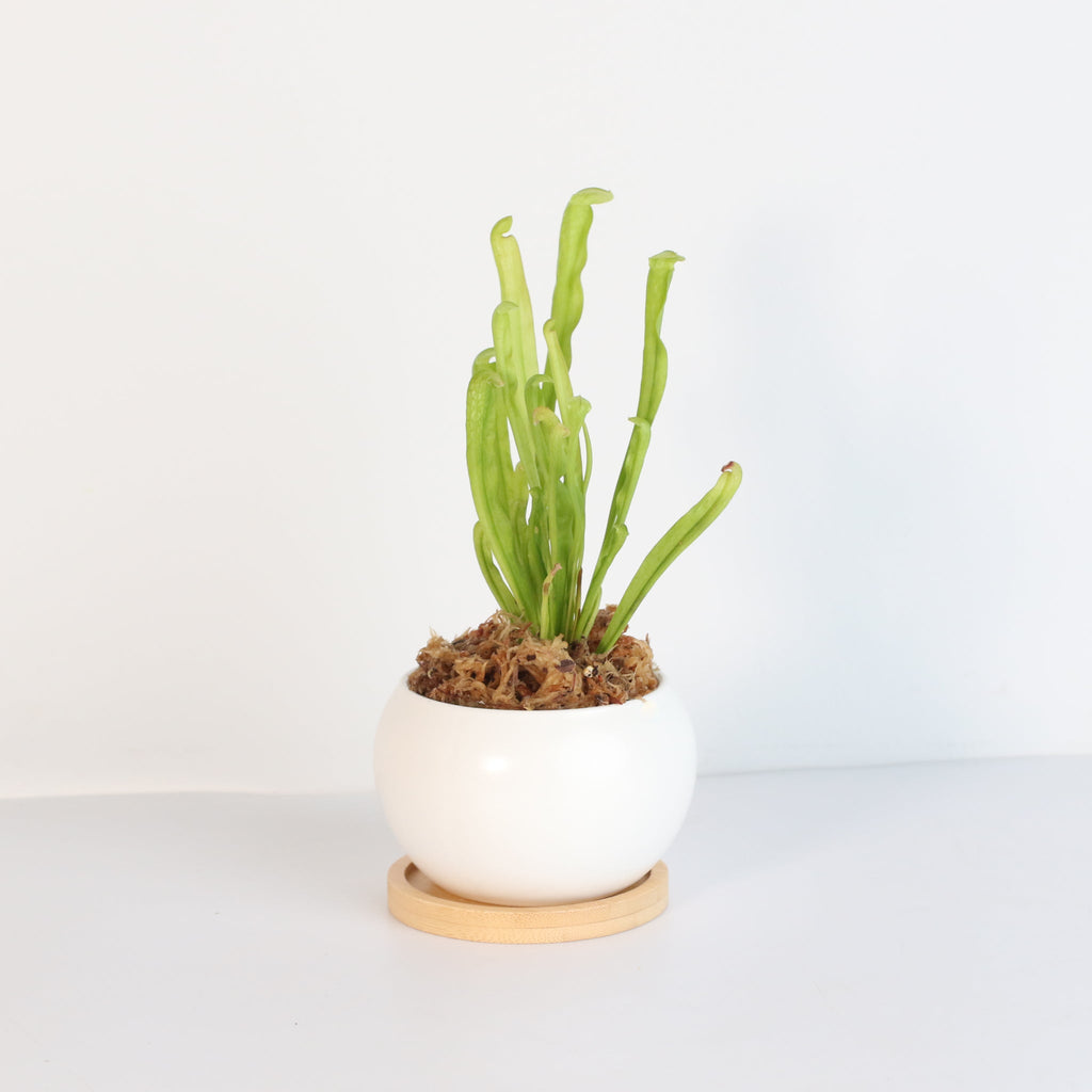 Sarracenia BUG BAT Trumpet Pitcher Carnivorous Plant