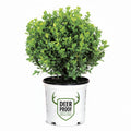 Sprinter® Boxwood