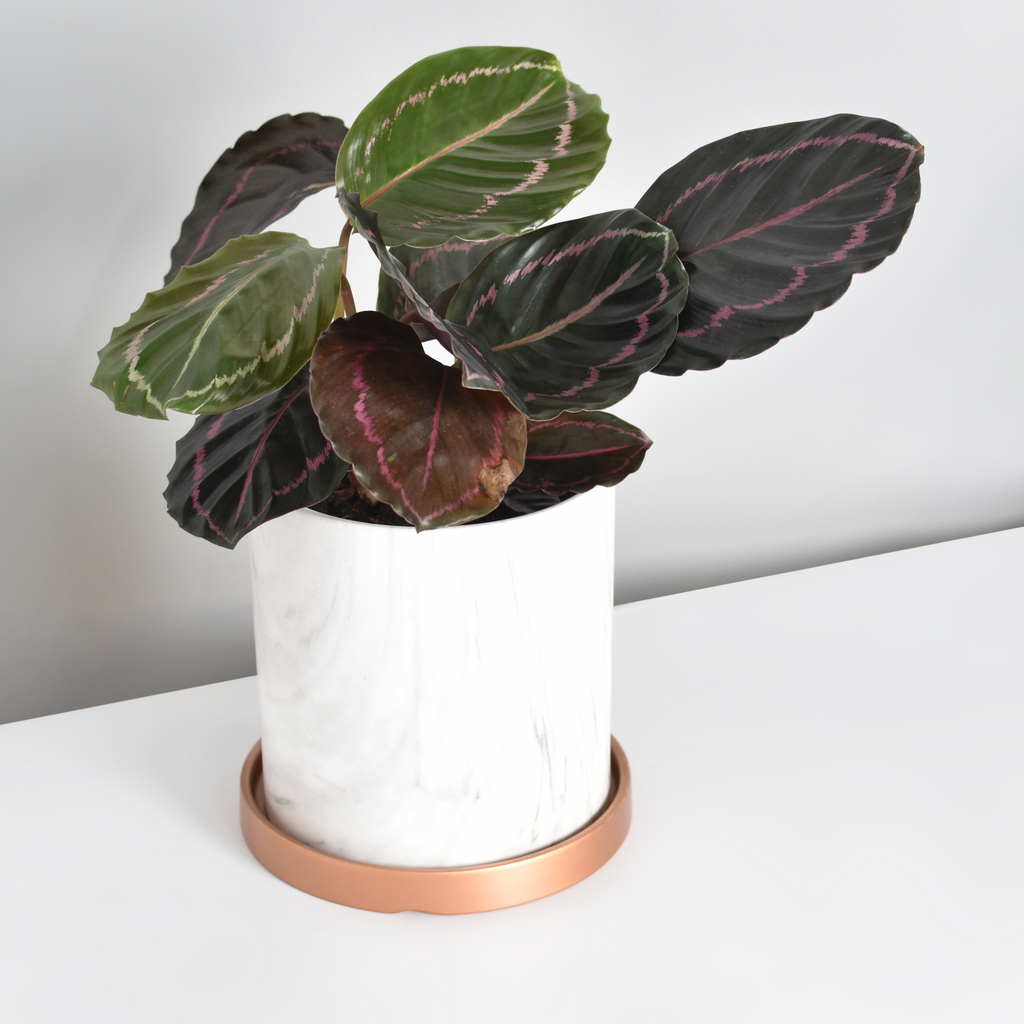 Calathea Dottie Prayer Plant