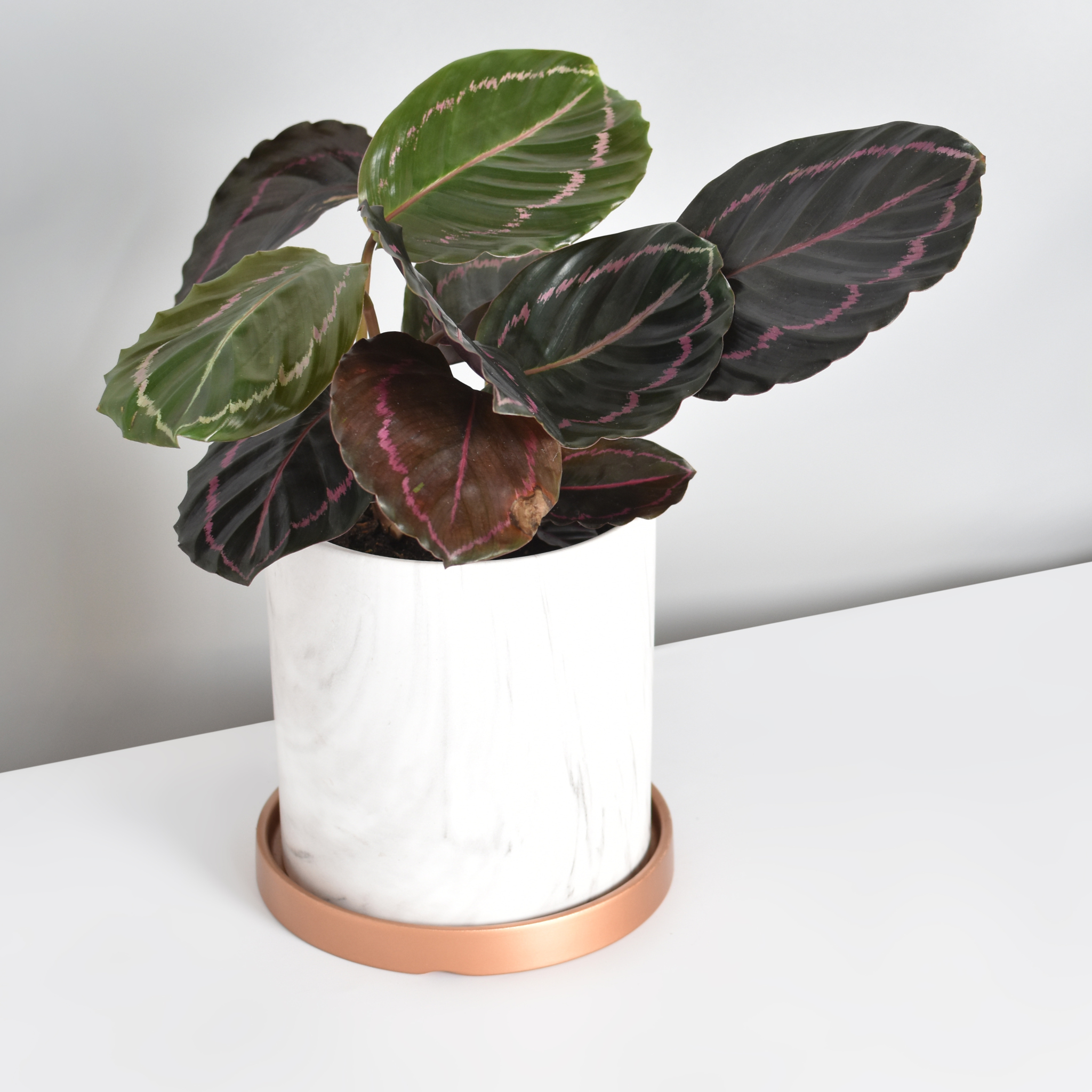 Calathea Dottie Prayer Plant