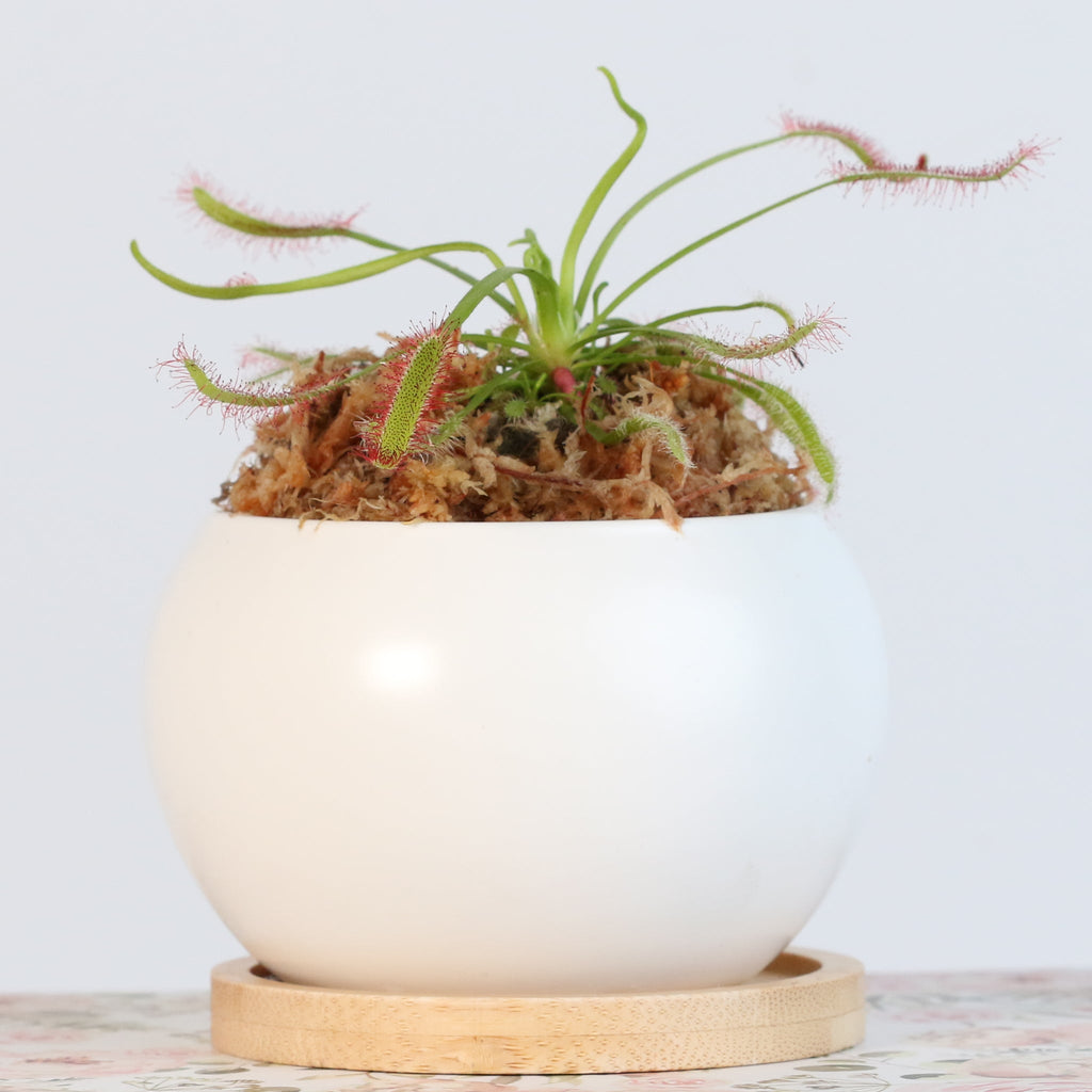 Minimalistic Ceramic White Planter Bundle — Set of 3