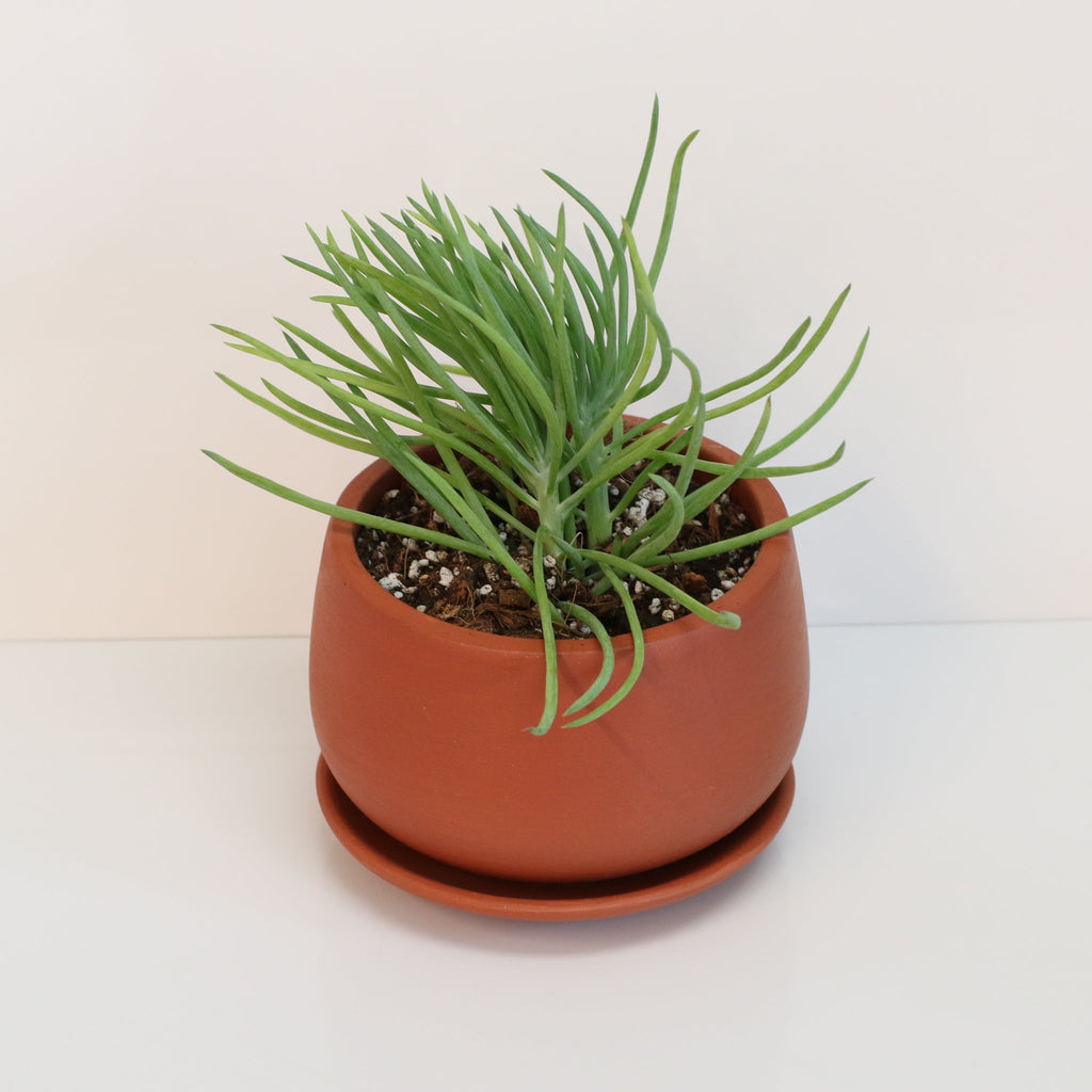 Blue Chalksticks Succulent