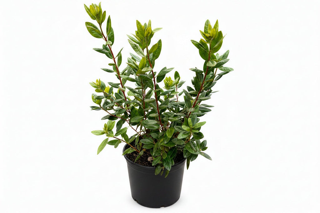 PJM Rhododendron
