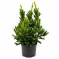 Dark Green Spreader Yew
