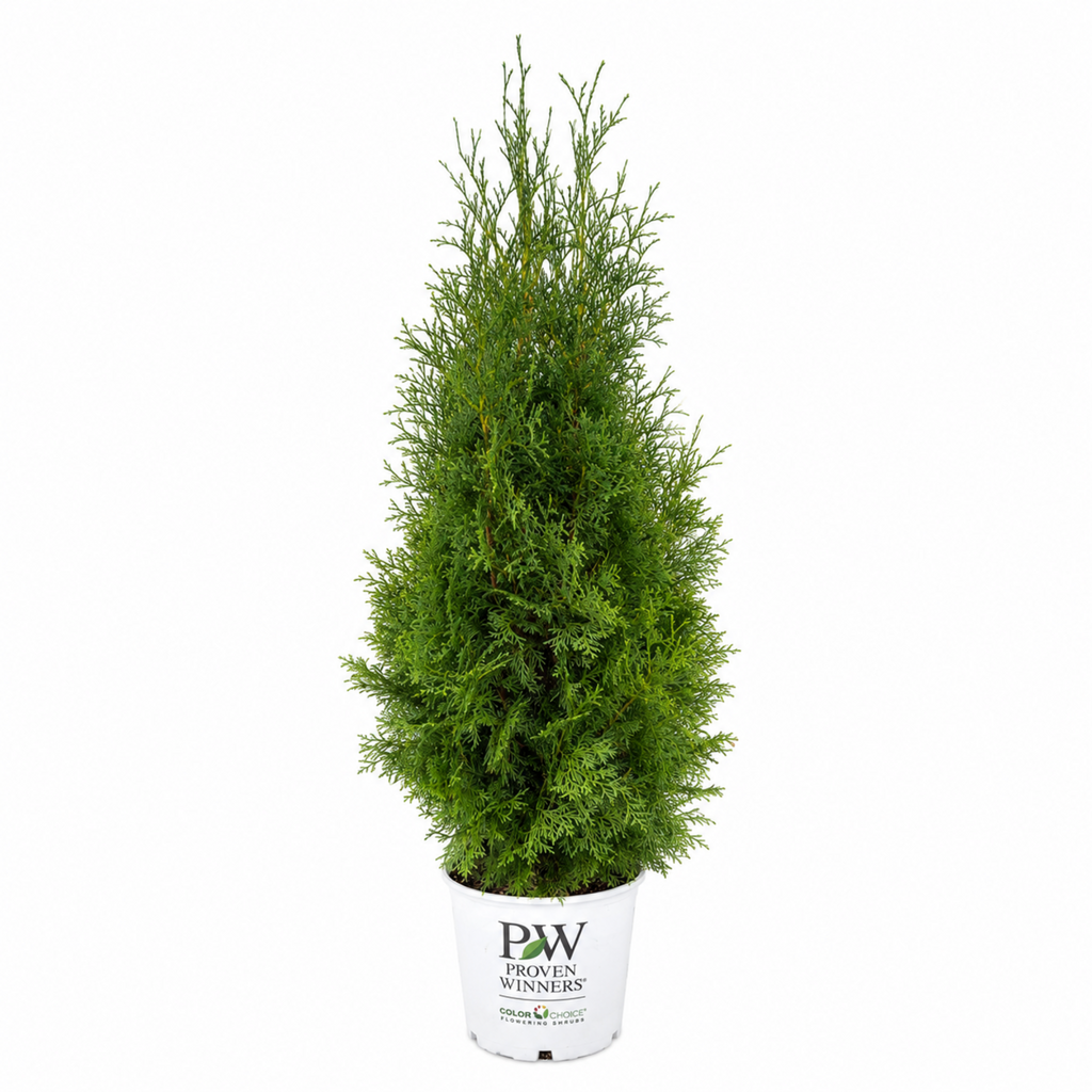 North Pole® Arborvitae