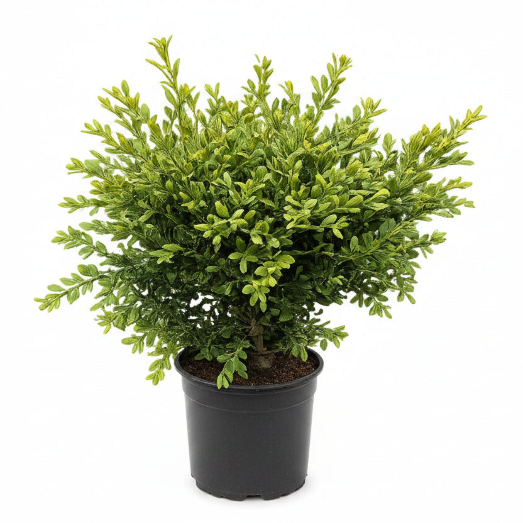 Wilson Northern Charm™ Boxwood