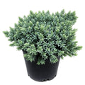 Blue Star Juniper