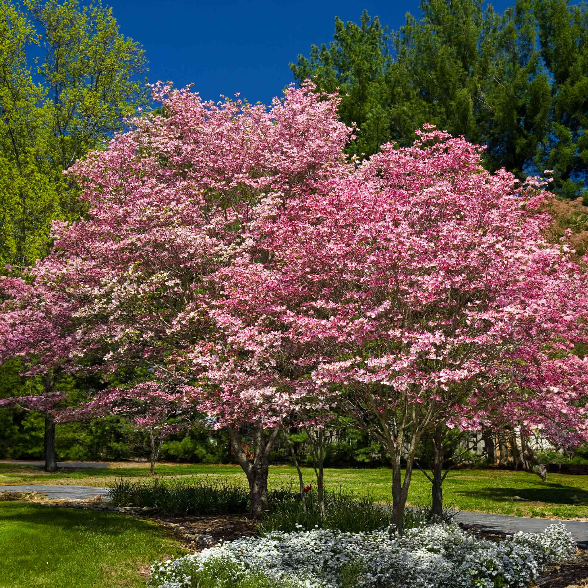 Cherokee Brave Pink Dogwood Tree