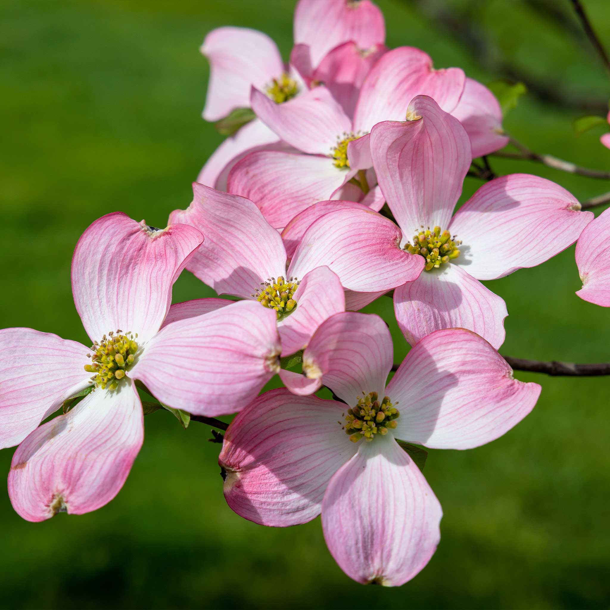 Cherokee Brave Pink Dogwood Tree