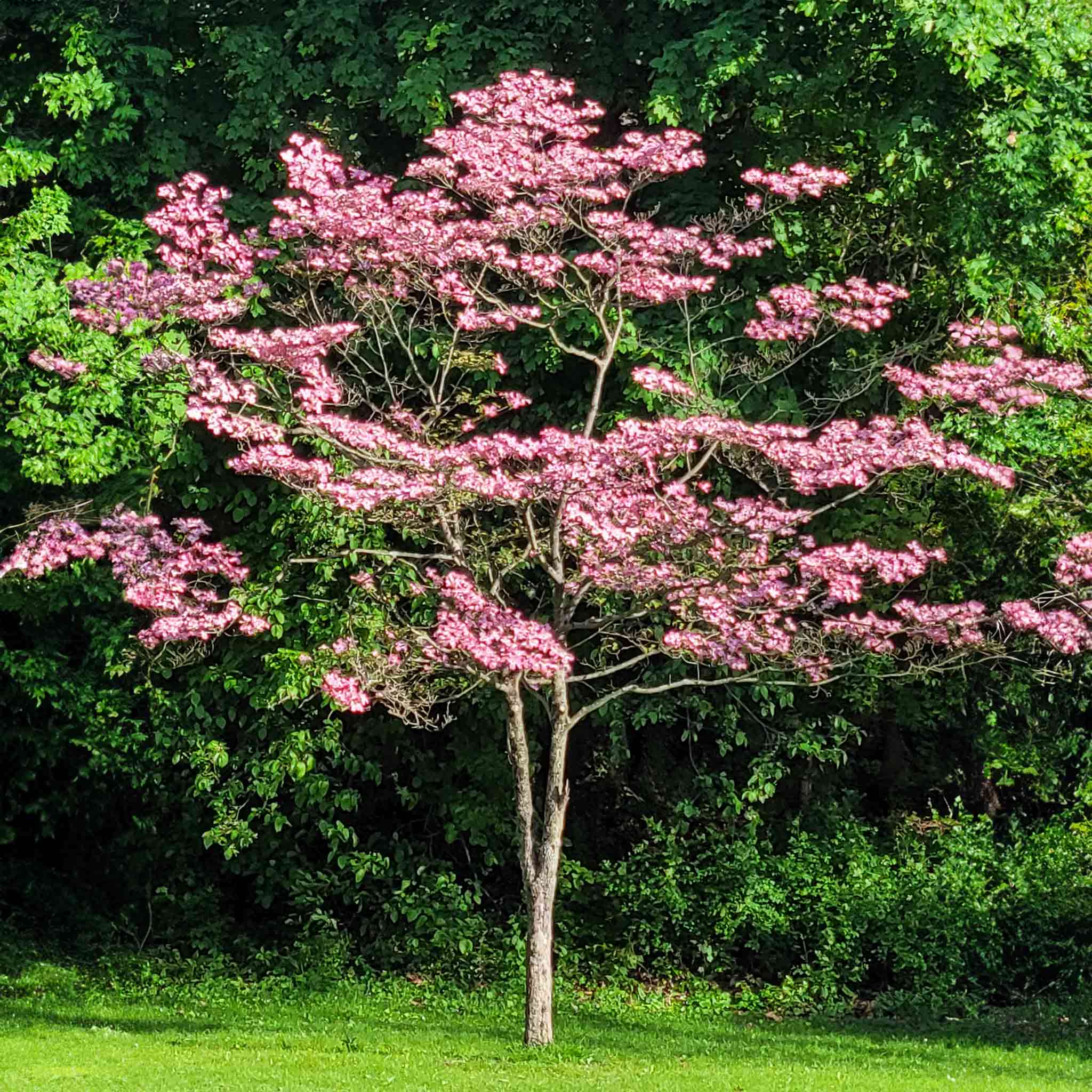 Cherokee Brave Pink Dogwood Tree