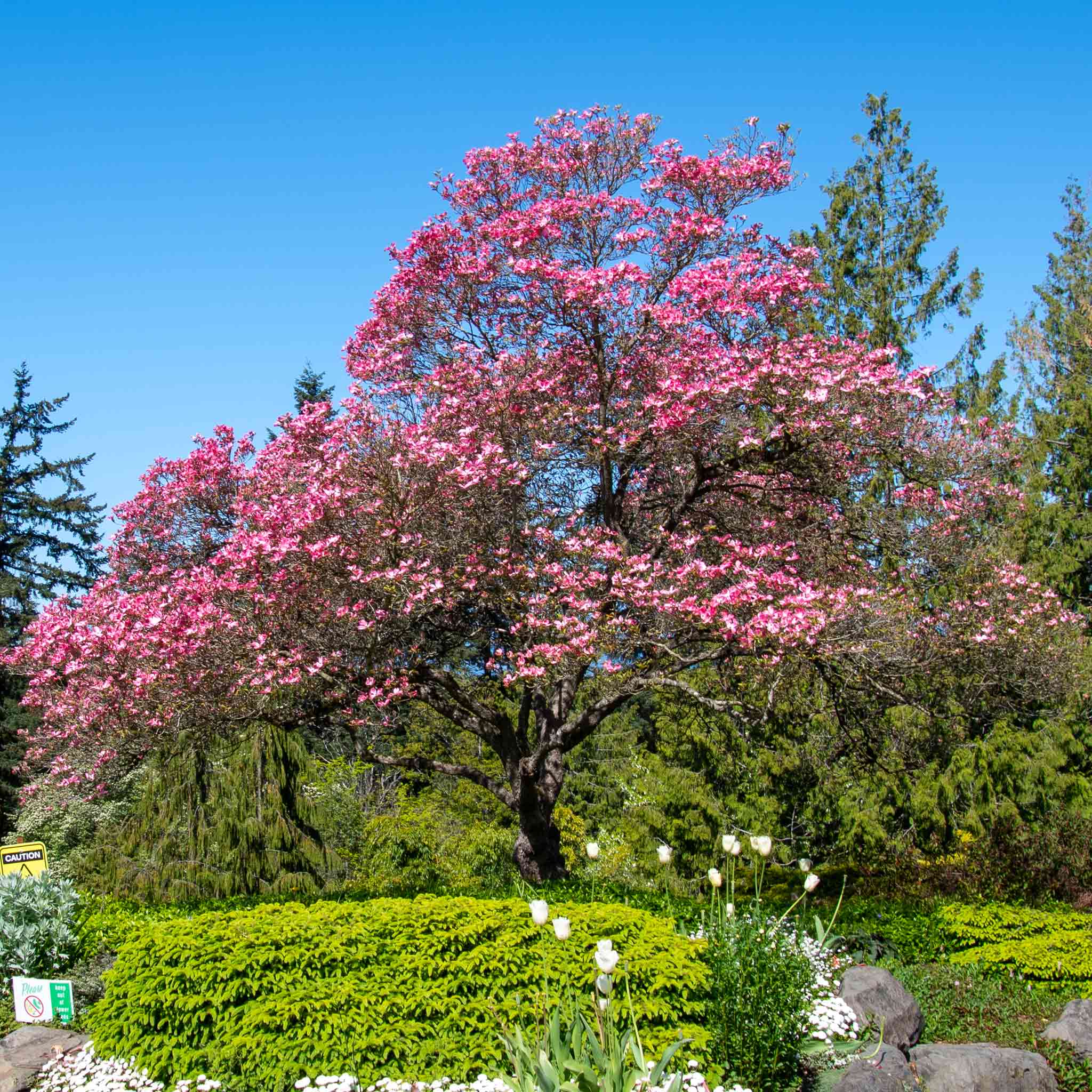 Cherokee Chief Pink Dogwood Tree