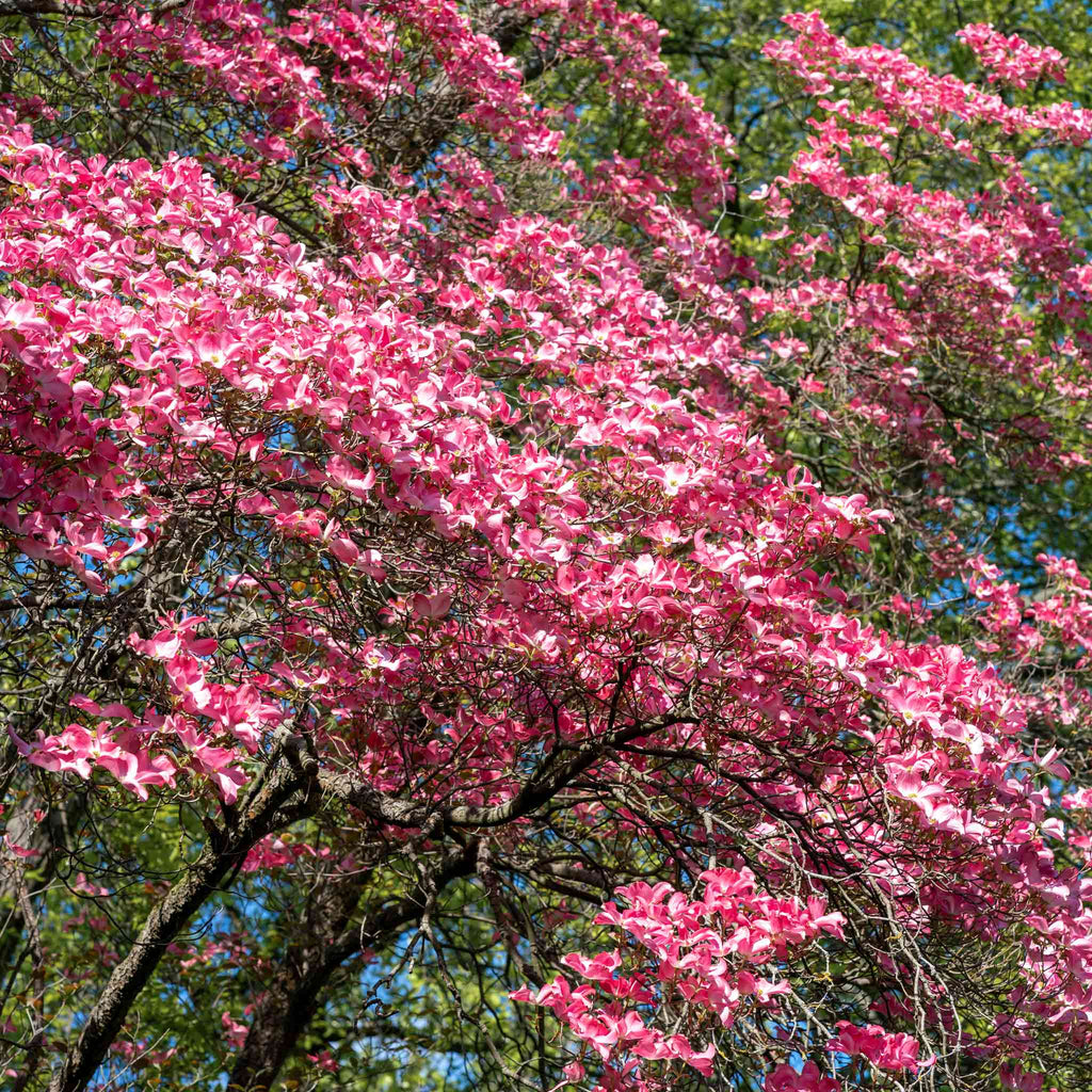 Cherokee Chief Pink Dogwood Tree