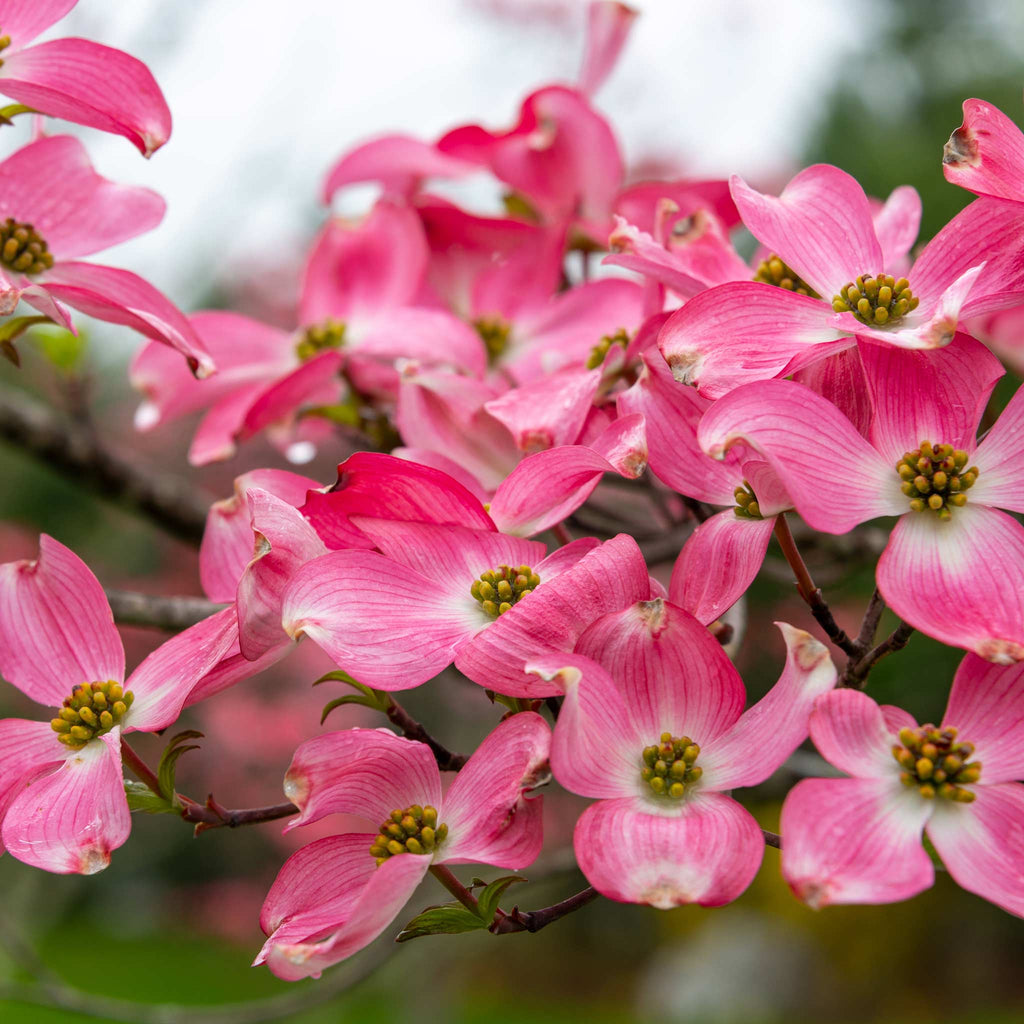Cherokee Chief Pink Dogwood Tree