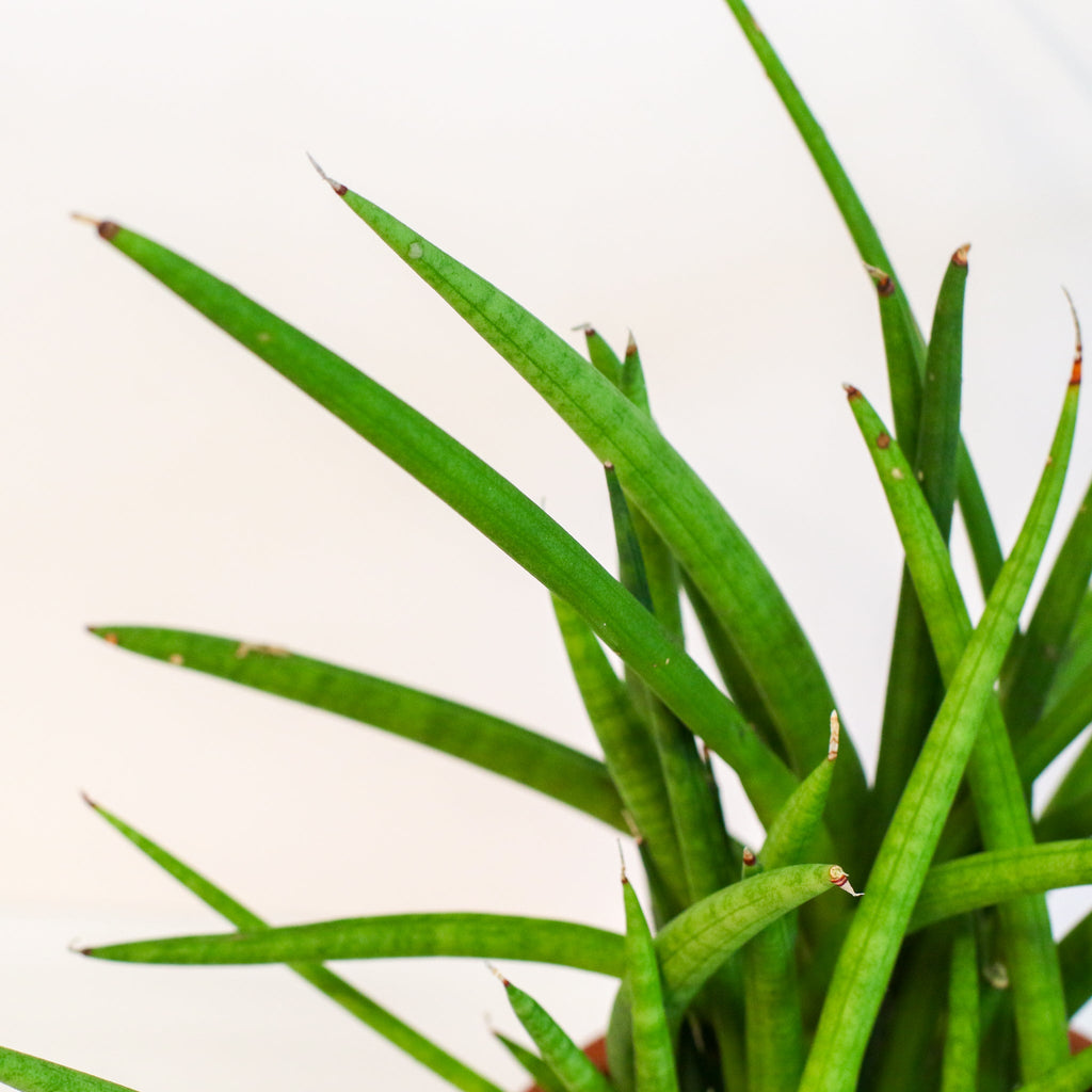 Sansevieria Cylindrica Snake Plant