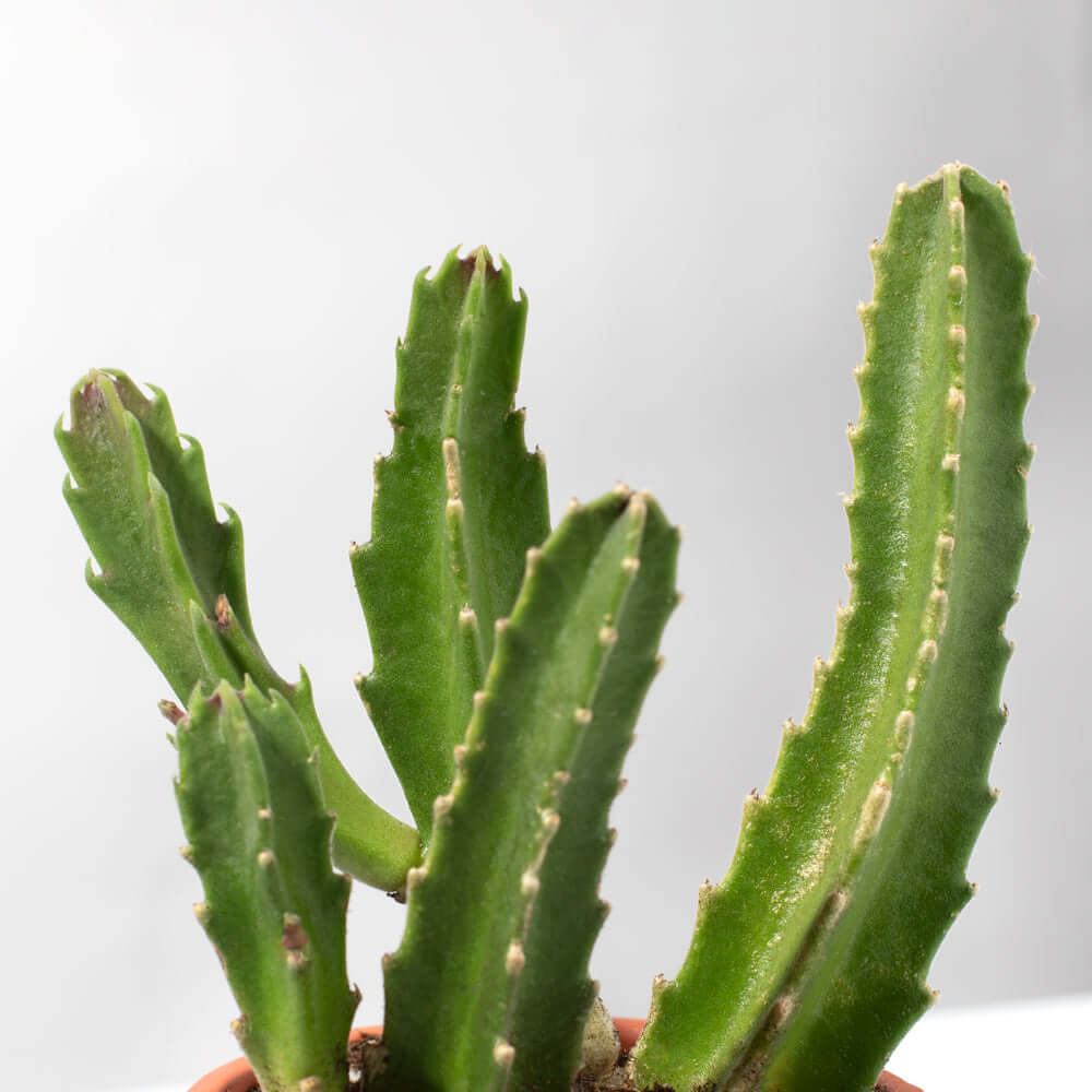 Stapelia Gigantea — Zulu Giant Starfish Succulent