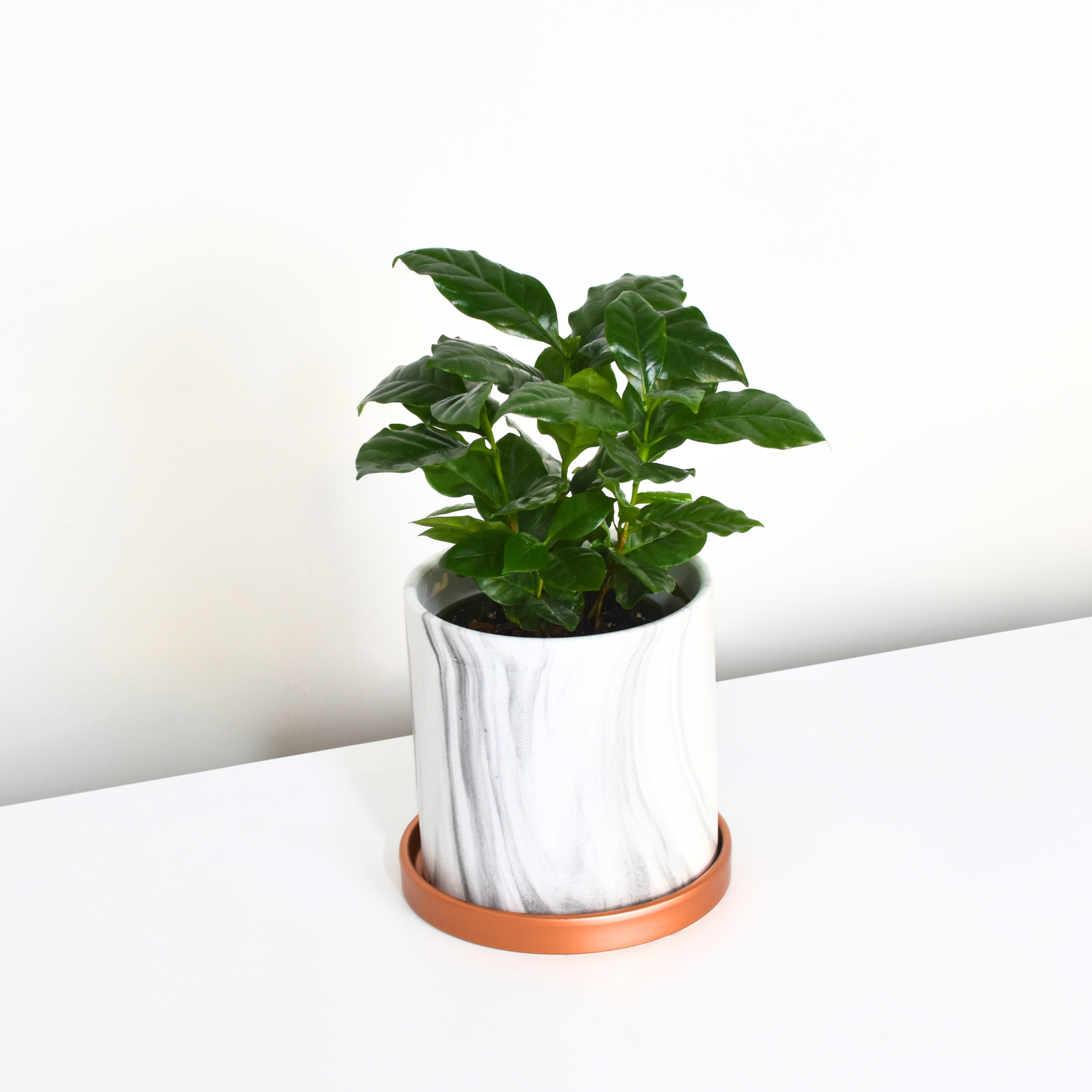 Coffee Plant (Coffea Arabica)