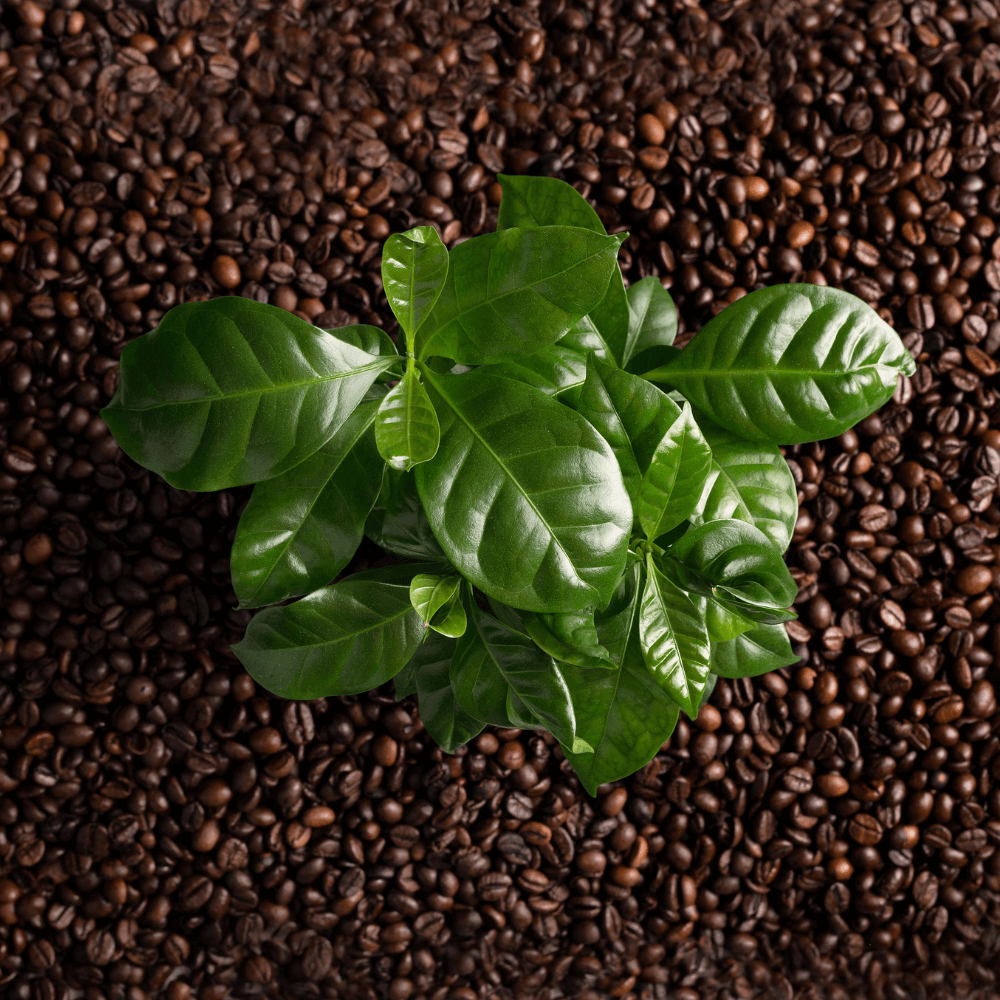 Coffee Plant (Coffea Arabica)