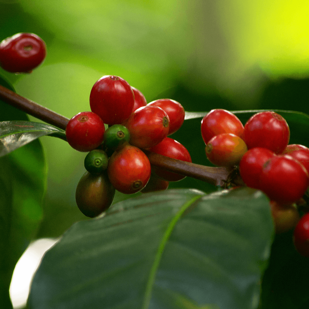 Coffee Plant (Coffea Arabica)