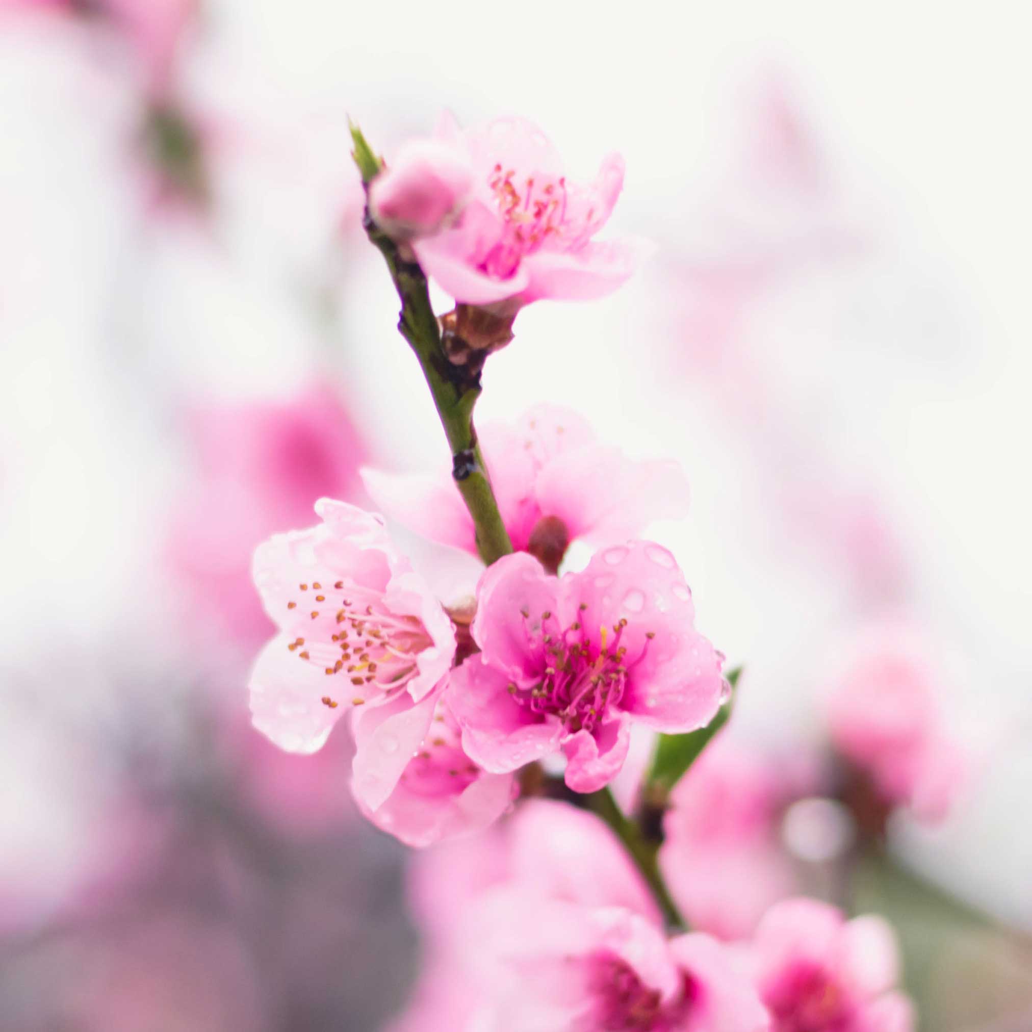 Contender Peach Tree
