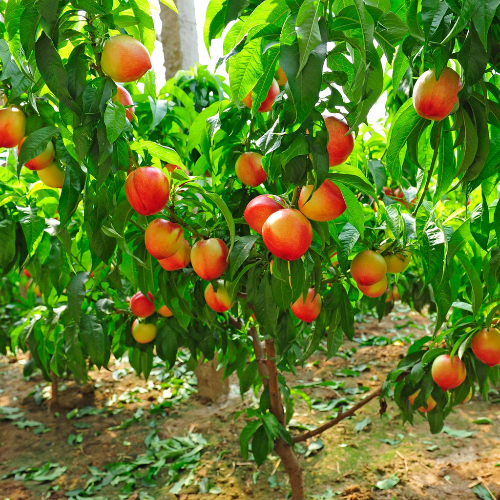 Contender Peach Tree