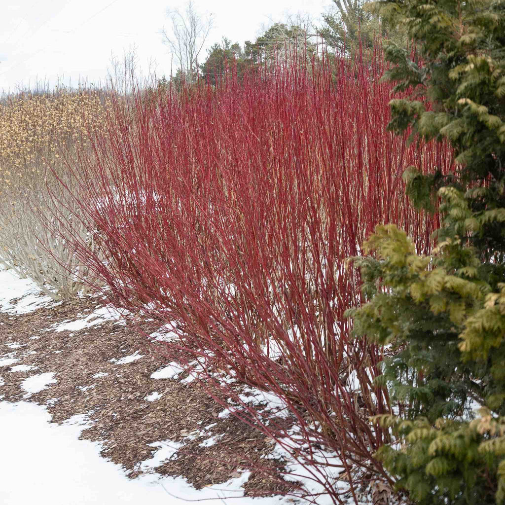 Arctic Fire® Red Twig Dogwood