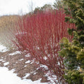 Arctic Fire® Red Twig Dogwood