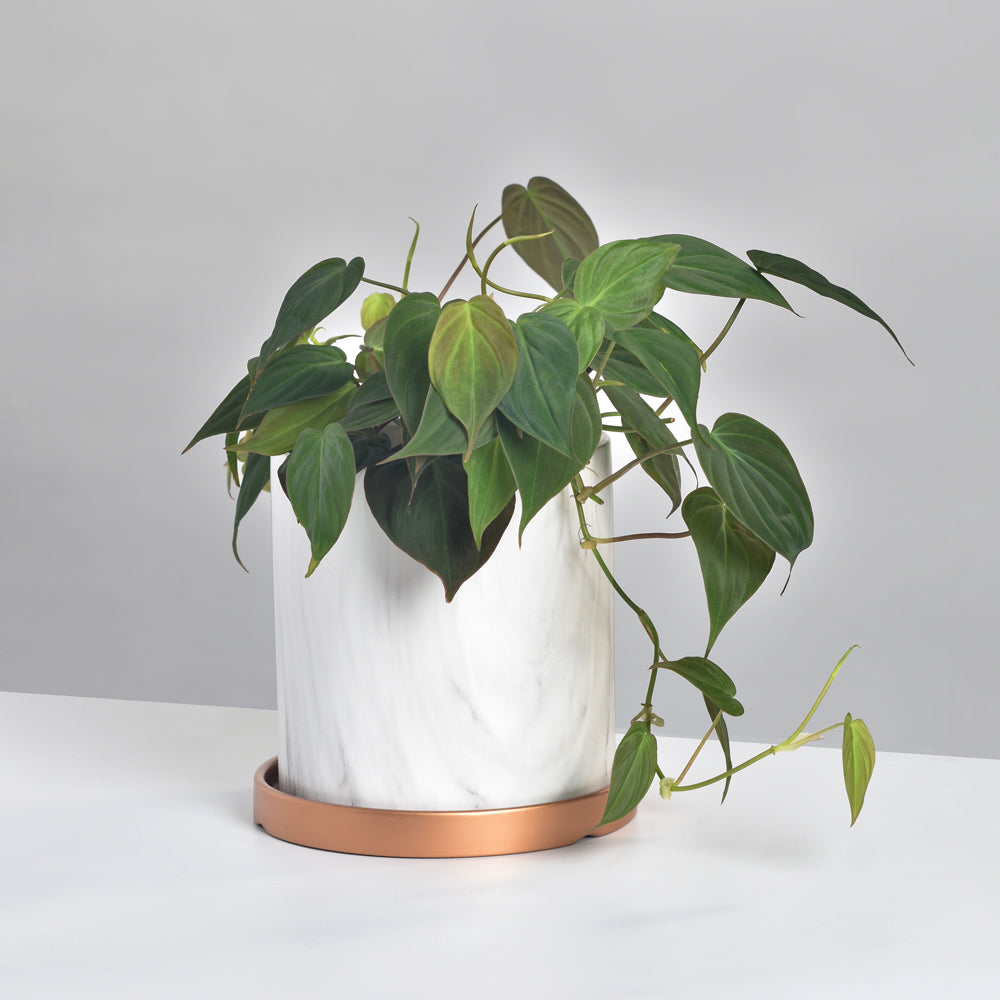 Philodendron Micans – Velvet Leaf Vining Plant