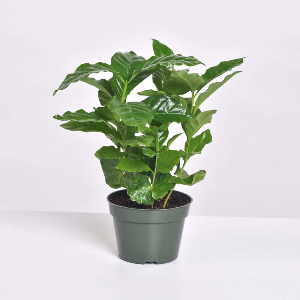 Coffee Plant (Coffea Arabica)