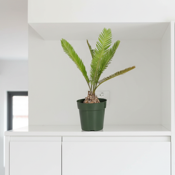 Dioon Edule — Mexican Fern Palm (Rare Cycad)