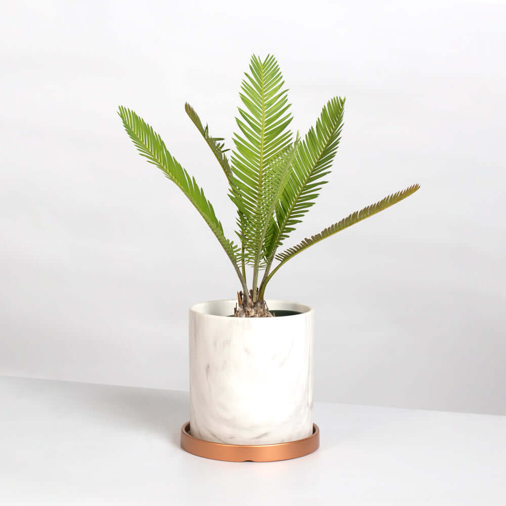 Dioon Edule – Mexican Fern Palm (Rare Cycad)