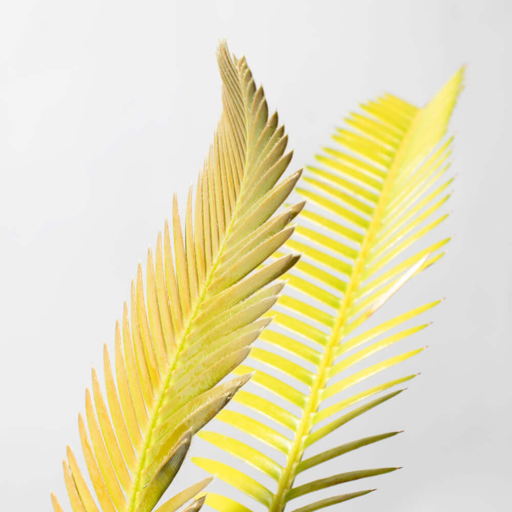 Dioon Edule — Mexican Fern Palm (Rare Cycad)
