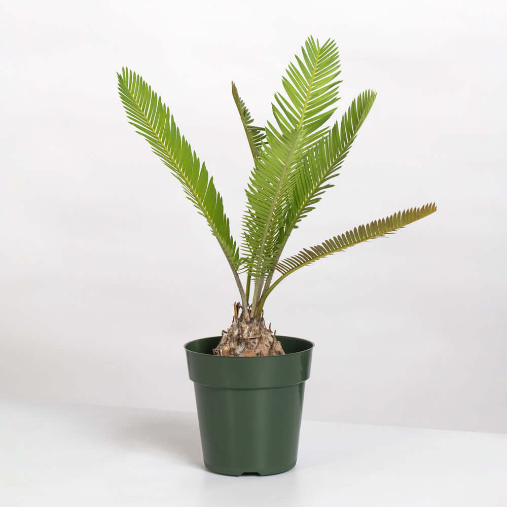 Dioon Edule — Mexican Fern Palm (Rare Cycad)