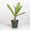 Dioon Edule — Mexican Fern Palm (Rare Cycad)