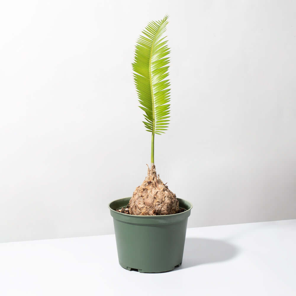 Dioon Edule — Mexican Fern Palm (Rare Cycad)